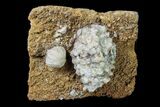 Fossil Crinoid and Blastoid Plate - Missouri #156773-1